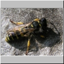 Crabro cribrarius - Grabwespe m01 11mm.jpg